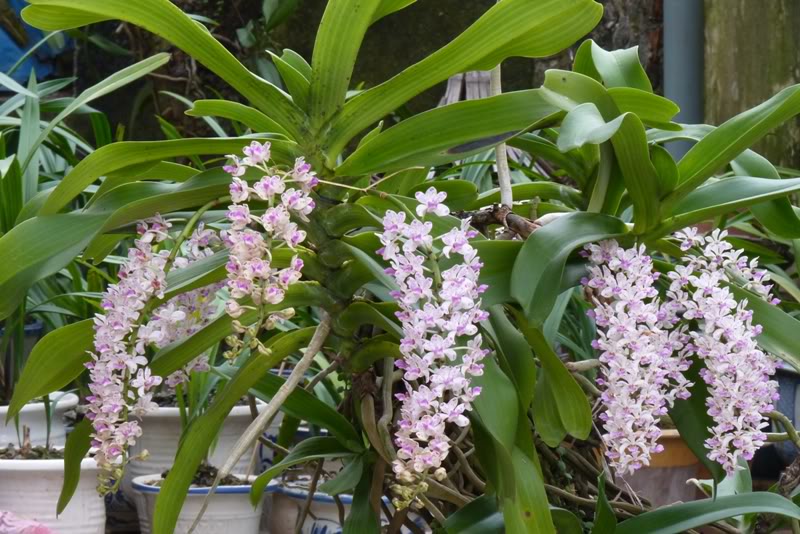 Nhận biết đai châu rừng 